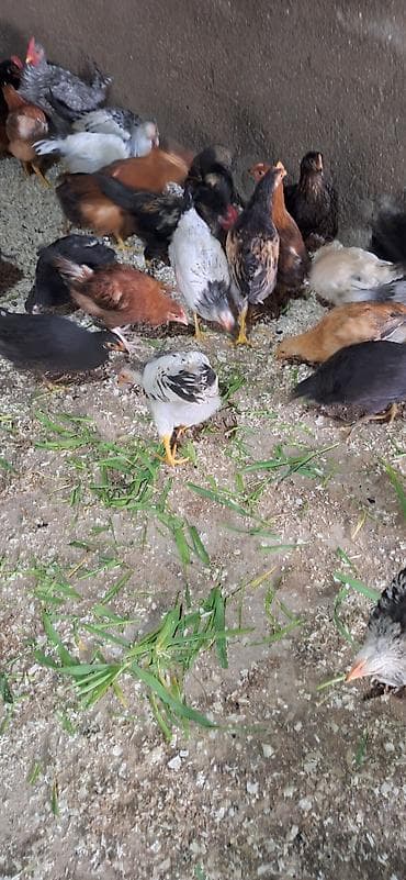 kənd çolpası: Toyuq, Damazlıq — 7