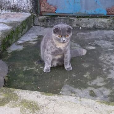 bengal pişiyi: Şotland yastı qulaq — 2