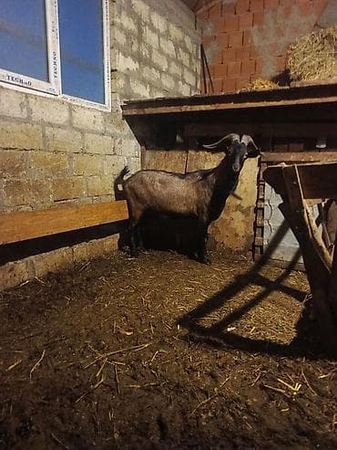 Boğazı uzun, iri buynuzlu, qəhvəyi-qara rəngli erkək keçi - Növ