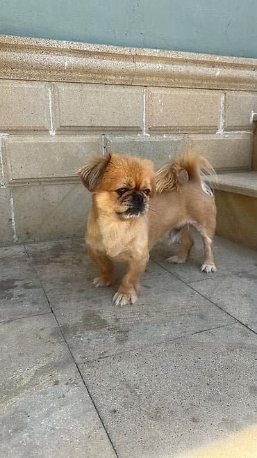 heyvan bazari: Pekines — 4