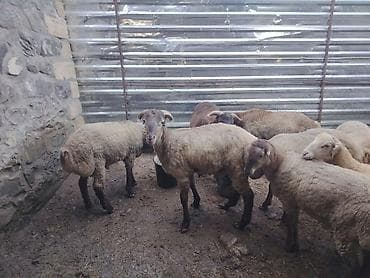 yem satisi: Salam təmiz Qurbanlıq 8 - 9 - aylıq ərkək quzulardır diri çəki satılır — 2