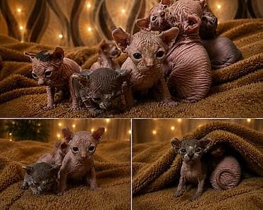 Sfinks lalafo.az -da Sfinks