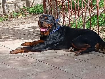 gencede heyvanlar: Rotveyler, 9 ay, Dişi, Peyvəndli, Ünvandan götürmə — 6