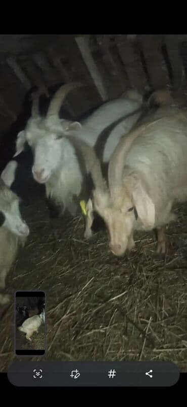 Akvariumlar: Qoyun-keçi sürüsü satılır - Növ: Keçi (erkək və dişi fərdlər görünür) — 2