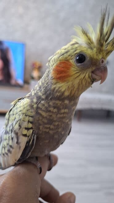 Salam. sirin oynagan eve boyumus karella balasi. 1 ay 10 gunluk. yeme