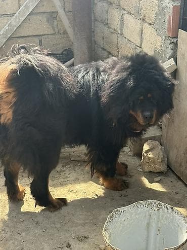 francuski buldog poklanjam: Dişi, Pulsuz çatdırılma, Ödənişli çatdırılma — 2