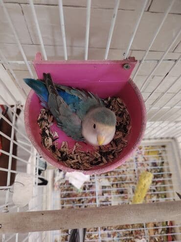 Tutuquşları lalafo.az -da Tutuquşları