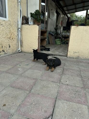 отдам в добрые руки щенка баку 2019: 1 ay, Dişi, Ünvandan götürmə, Ödənişli çatdırılma — 3