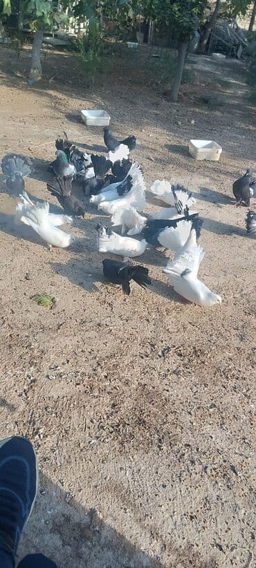 simmental inək satılır: Məhsul: müxtəlif növ ev göyərçinləri Təsvir: - Rənglər: ağ, qara — 11