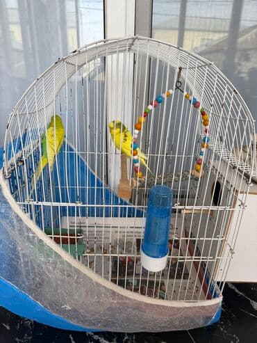 bugdanin qiymeti: İki erkek korella bir cüt mehebbet quşu satılır Qiymet razılaşma — 4