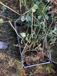 Gübrələr: Başlıq: Moruq şitili satılır, minimum 1000 ədəd verilir Təsvir: - — 2