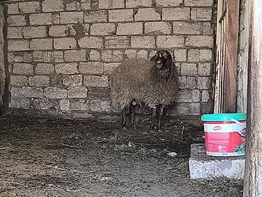 hinduşka əti: Damazli qoc bir yas yarimliq — 9