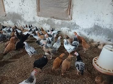 Toyuq cücələri, Ətlik, Ünvandan götürmə — 1