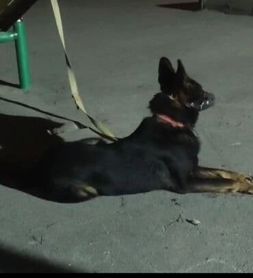 Gəmiricilər: Alman çoban iti, 1 il, Erkek, Peyvəndli, Ünvandan götürmə — 4