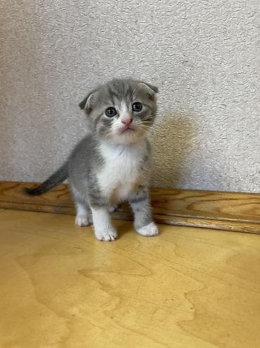 meykun pisik: Ata britan ana şotland. Qum tərbiyəsi var. Quru yeməyə öyrəşinlər — 2