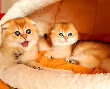 Şotland yastı qulaq