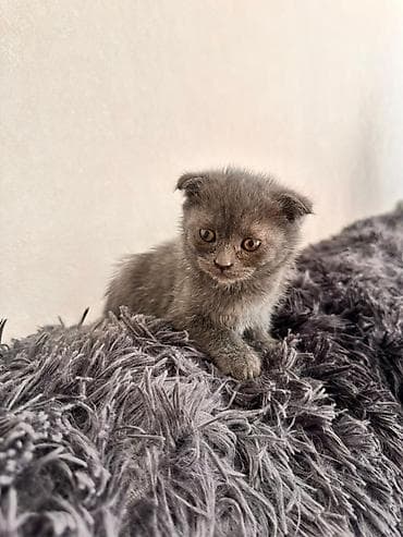 xamilyon heyvan: Şotland — 2