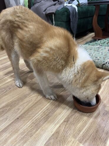 Digər heyvanlar: Akita-inu, 2 ay, Dişi — 2