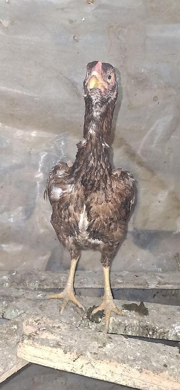 cins buzovların satışı: Toyuq, Damazlıq — 3