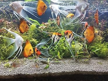 Животные: Дискус, Мирные — 2