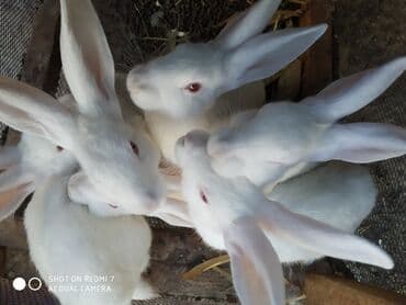 dovşan qiymətləri: Ağ albinos dovşanlar – eyni yuvalamadan olan bir neçə baş. 8 ildir — 2