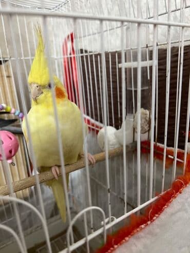 Korella tutuquşu Sarı Ana 1 yaş bala verən quşdur 2 ədəd bala 4 aylıq