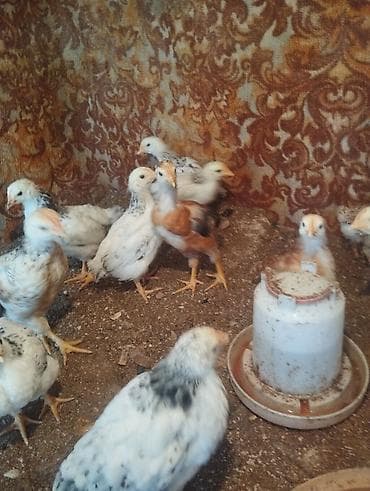 heyrati cuce: Toyuq cücələri, Ətlik, Pulsuz çatdırılma — 5