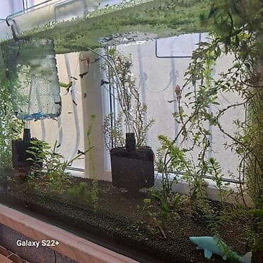 qaz balası satışı: Dördbucaq akvarium, Balıqlarla birlikdə, 200 l, Pulsuz çatdırılma, Ödənişli çatdırılma — 4