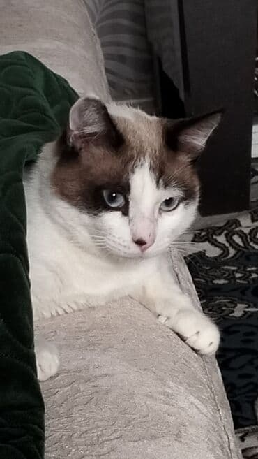 ağ balıq: Ev pişiyi – unikal rəng çalarları ilə - Növ: ev pişiyi (qısa tüklü) - — 1