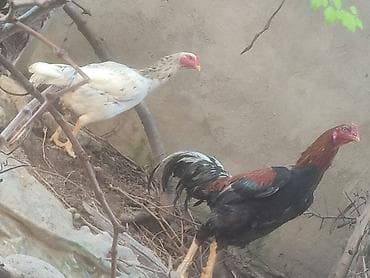 ucuz pitbul: Bu ki təmiz heyratılar satılır xoruz Tayland*Türk qarışığıdır, diside — 3