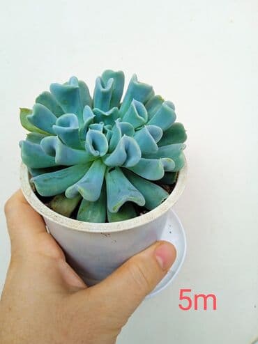 Buket güllər: Sukulənlər – müxtəlif növlər birbaşa qabda - Qab 1: Eyni qabda iki — 10