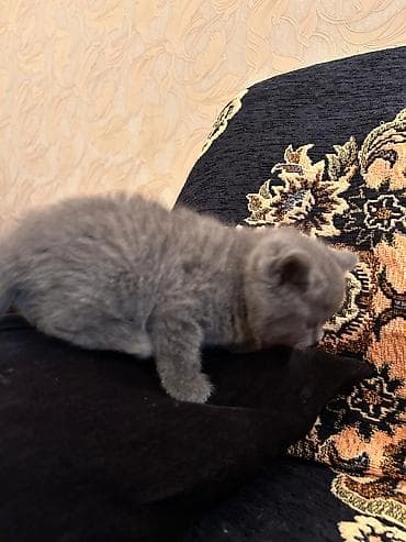 pişim: Boz tüklü balaca pişik balası - Cinsə bənzər görünüş: qısa tüklü, sıx — 8