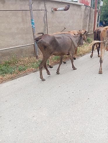 tap az pisik: Col malidi qisirdi — 1