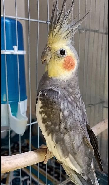 hamster satış: ✨ Çil-çil sarı-qara hazır elquşları satışda! 🐦✨ Unikal qarışıq rəngli — 6