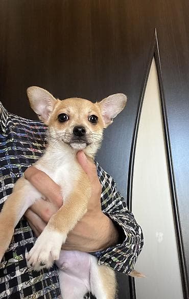 balaca tuklu it: Çixuahua, 3 ay, Erkek, Peyvəndli, Ödənişli çatdırılma — 2
