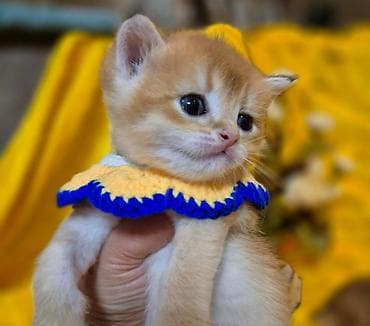 ucuz heyvanlar: Qızıl şinşilla, Erkək, Dişi — 3