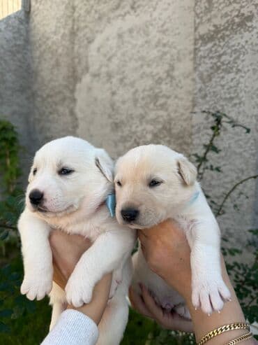 avcarka balası: Alman çoban iti, 1 ay, Erkek, Ünvandan götürmə — 4