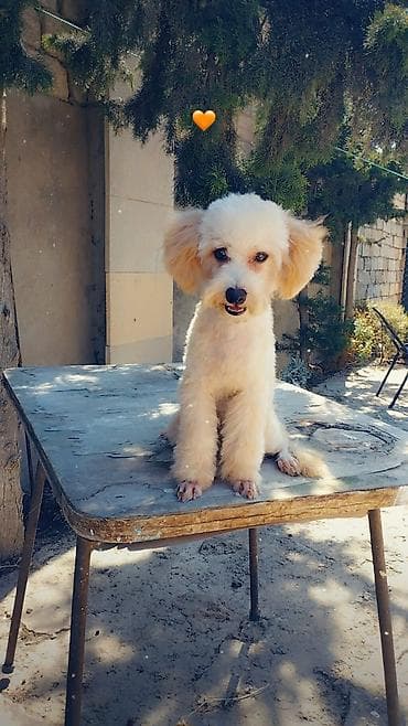 ev it: Pudel, 6 ay, Dişi, Peyvəndli, Ödənişli çatdırılma — 1