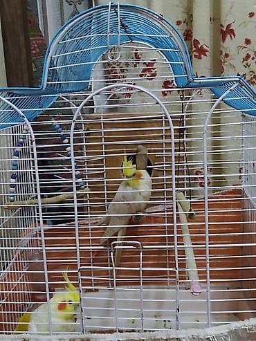 K/t heyvanları və malları: Digər quşlar — 2