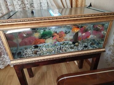 bala afcarka: Sülhsevər, Ünvandan götürmə — 2