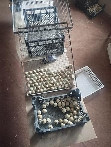 Mayalı bildirçin yumurtası