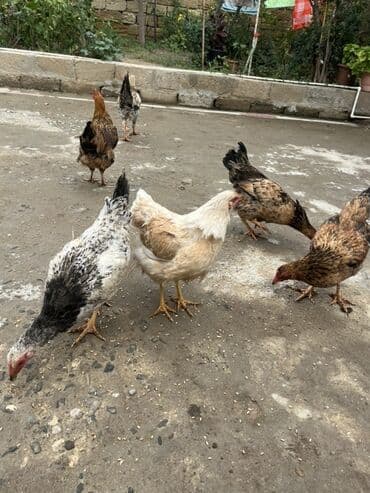 Cücələr: Toyuq, Yumurtalıq, Ünvandan götürmə — 4