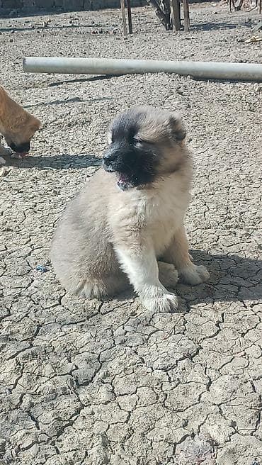 erkək danalar: Kanqal — 10