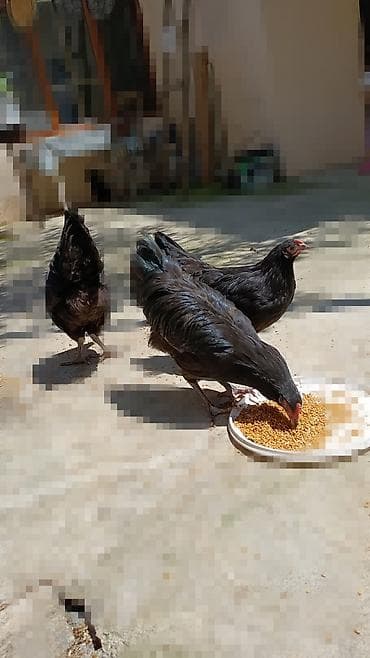 ingilis setteri it cinsinin adi: Temiz qan Alman avstroloq xoruzlari satilir 1ededi 35azn ciddi — 1
