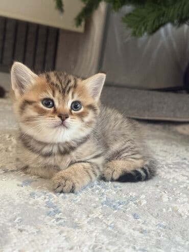 Gəmiricilər: Tabbi, Erkək — 1