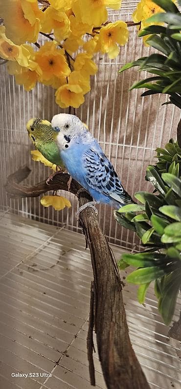 Pişiklər: Hazır cüt valnist satılır qızğın quşdardı yuva tax bala al cütü 30 m — 4