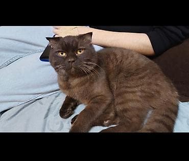 sotland pişik: Şotland yastı qulaq, Erkək, Yaxşı əllərə, Ünvandan götürmə — 1