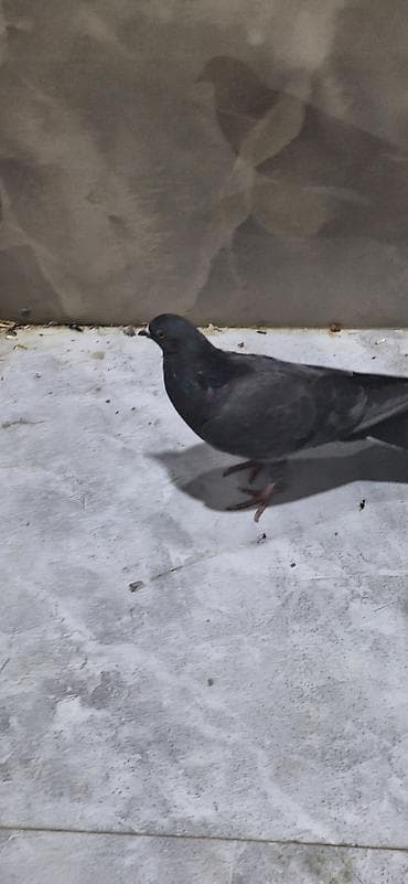 quşçuluq ferması: Erkəy - Növ: şəhər göyərçini (Columba livia domestica tipli) - Rəng — 1