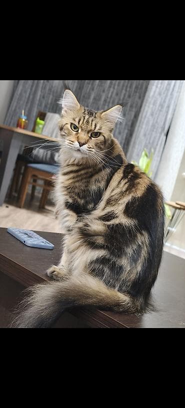 lalafo pisik: Meyn-kun — 2