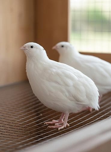 Masallı. Salam Aləykum. Ağ Texas bildirçinlərinin yumurtası mövcuddur